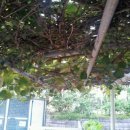 제주엔젤유치원 이미지