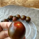 흑대추방울토마토 올바로푸드 특대추방울토마토후기