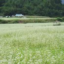 메밀꽃필무렵 이미지