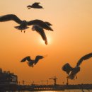 부산갈메기 이미지