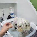 몽몽하나 | [리뷰] 시흥 강아지 미용 추천 | 몽몽미용실 비숑 미용 후기