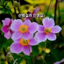 ♥️ 산행길과 인생길 ♥️ 이미지