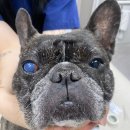 으뜸원동물병원 이미지