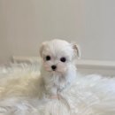 드림독 강아지분양 안심분양센터 잠실점 이미지