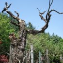 추성마을 이미지