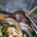 나도 시인 | 당진 맛집 &#39;최정재시인의마을&#39; 백숙 후기 ft. 당진현지인맛집