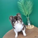 또리네 멍멍이 미용실 이미지