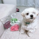 코아덴탈 이미지