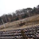허브콩 Daum카페
