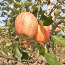 천하팜1 농장 이미지