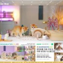 골드 캐터리 이미지
