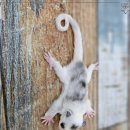 로던트 클럽 이미지