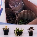 로즈마리 화원 | 컬러콩란 구매 후기 🌱 가격 비교하다 당근 거래로 득템