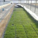 그린종묘농약사 이미지