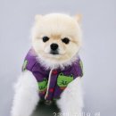 마이리틀메이트 이미지