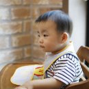 장수버섯 이미지