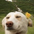 요이땅