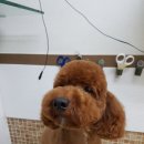 박한준종합동물병원 이미지