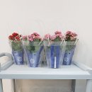 한가람메디즈의원 이미지