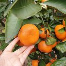 애월농장 이미지