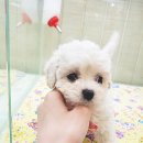 몽글그루밍 이미지