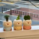 비그로브 비 이미지