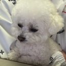 쮸