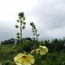 용미3리 이미지