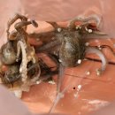 킹콩좌대 이미지