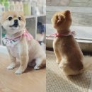 함안 애견샵 러블리펫 이미지