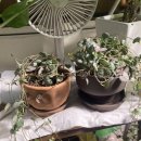 현대옥(영동점) | 2월 중순 매미일기