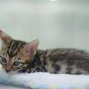 도로시펫 강아지고양이 부산점 이미지