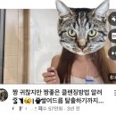 연세엘스의원 | ⭐️마리꼬 클렌징밀크⭐️ 내돈내산 후기(n번째템)+📍제대로 된 클렌징 방법 소개