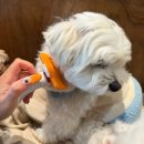 멍냥이 펫싸롱, 펫호텔 | [강아지빗추천 1위템 찾았다]가정에서와 애견유치원에서 펫비타스마트브러쉬 직접 사용해본 리얼리뷰🐾