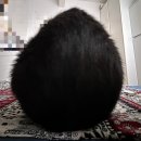 지에스25부천원종로점 | 8월 일상 2 :: 을사년 여름은 애프리콧 망고 코어 🧡🍑🥭… 아기고양이까지 애프리콧 컬러 (주의:아기...