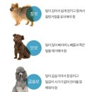 써니애견