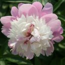 H9331 Daum카페