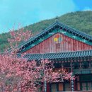 꽃피는 봄이 오면 이미지