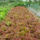 행운농장 이미지