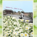 꽃신 구절초 이미지