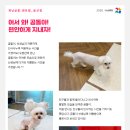 개님살롱 이미지