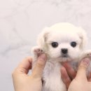 일산요미독강아지분양