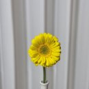 마곡꽃과나무 네이버블로그