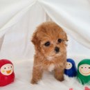 마마스미독 강아지분양 부산덕천점 이미지