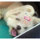 아지양이 펫샵 이미지