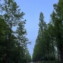 메타세콰이어 화장실 이미지