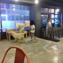 머피애견 이미지