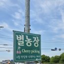 팽성남산4길 | 평택 별농장 체리 따기 체험! 어른도 재밌다😆 #토요일오전방문 #애플체리