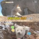 형제동물의료센터 이미지