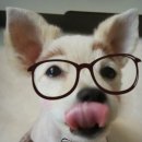 둥이